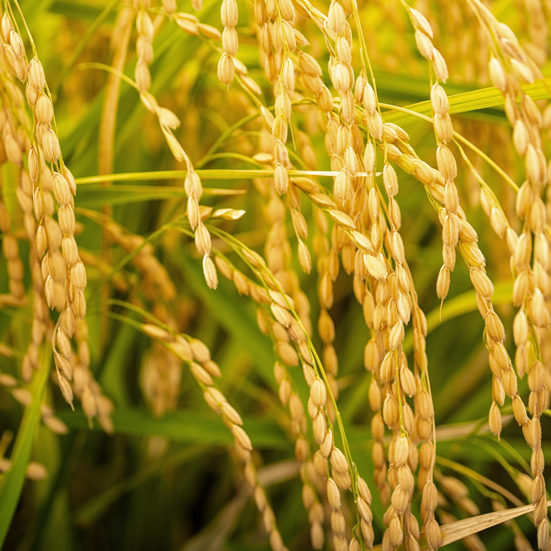 Fresh Yukihikari Rice Plant Seeds | Brown Rice | Heirloom Non-GMO | Grain Seeds