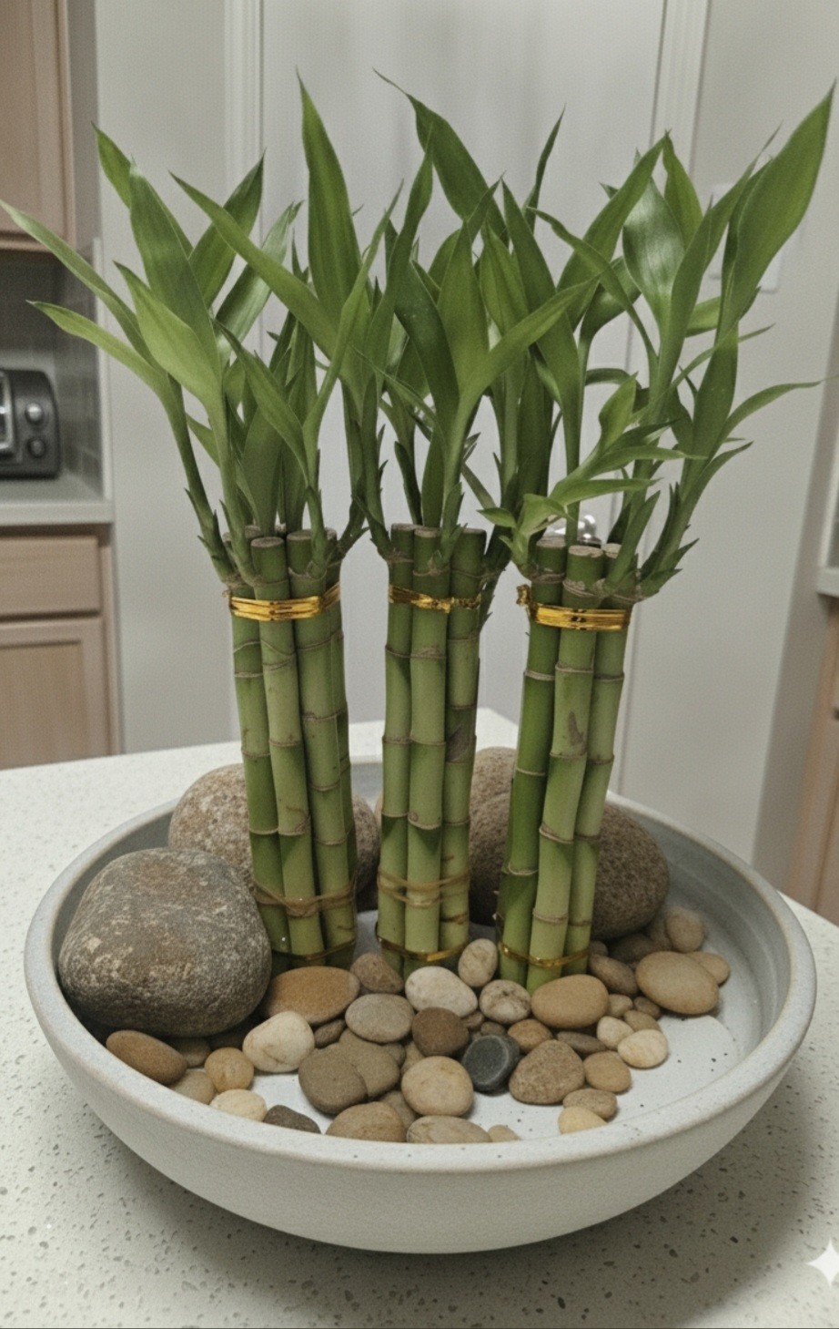 Lucky Bamboo Plants Live – 6 Stalks 8 Inches Tied in Gold Wire, Home Decor