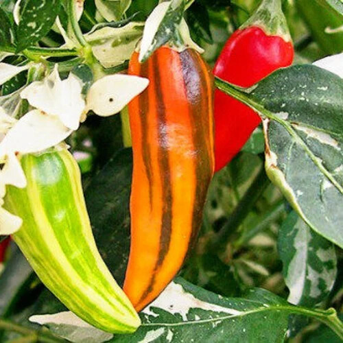 Fish Pepper Seeds | Non-GMO | Free Shipping | Seed Store | 1286