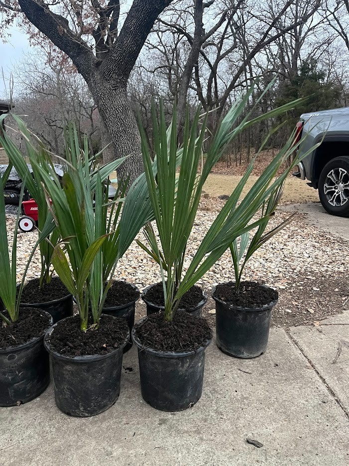 Sabal antillensis – Ultra-Rare Caribbean Palm | Conservation Grown | 3-Gallon