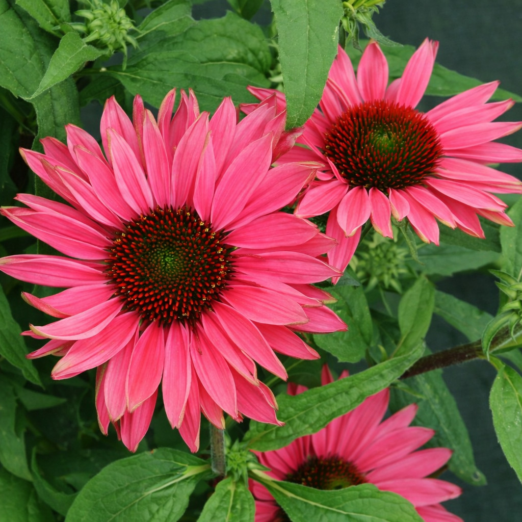 50 Watermelon Pink Coneflower Seeds Echinacea Perennial Flower Flowers US SELLER