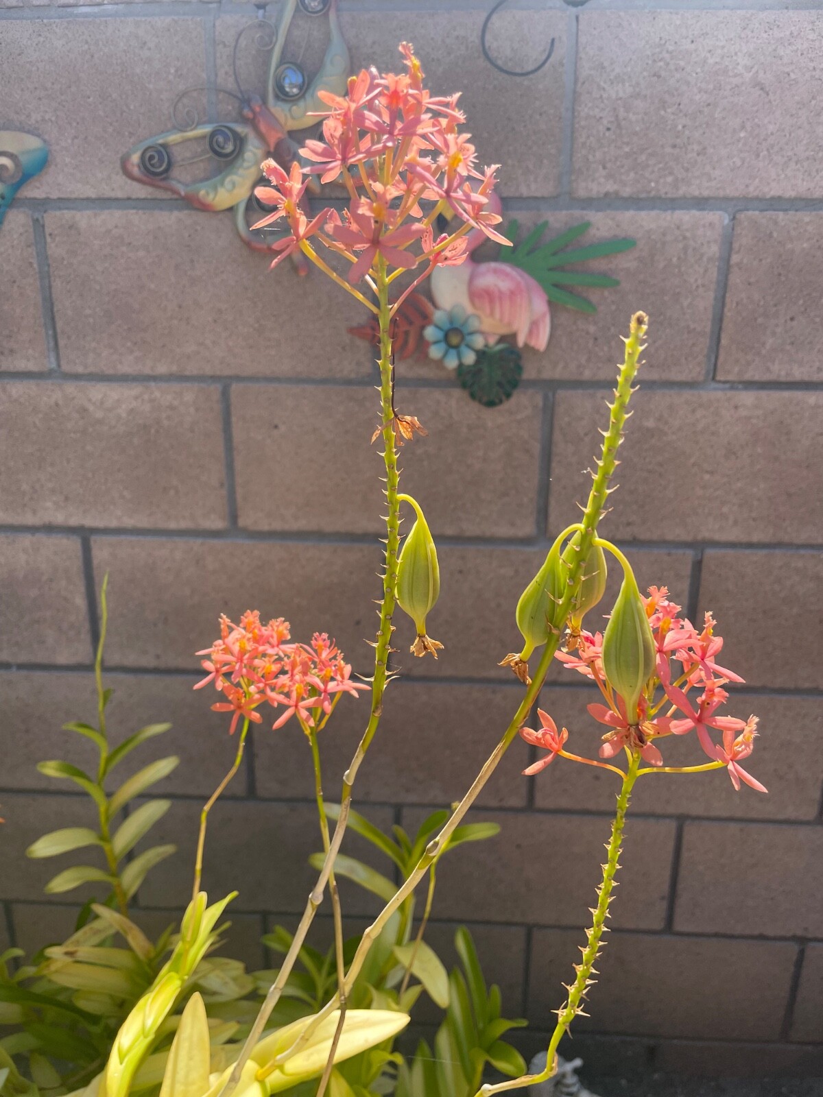 Epidemdrum plants