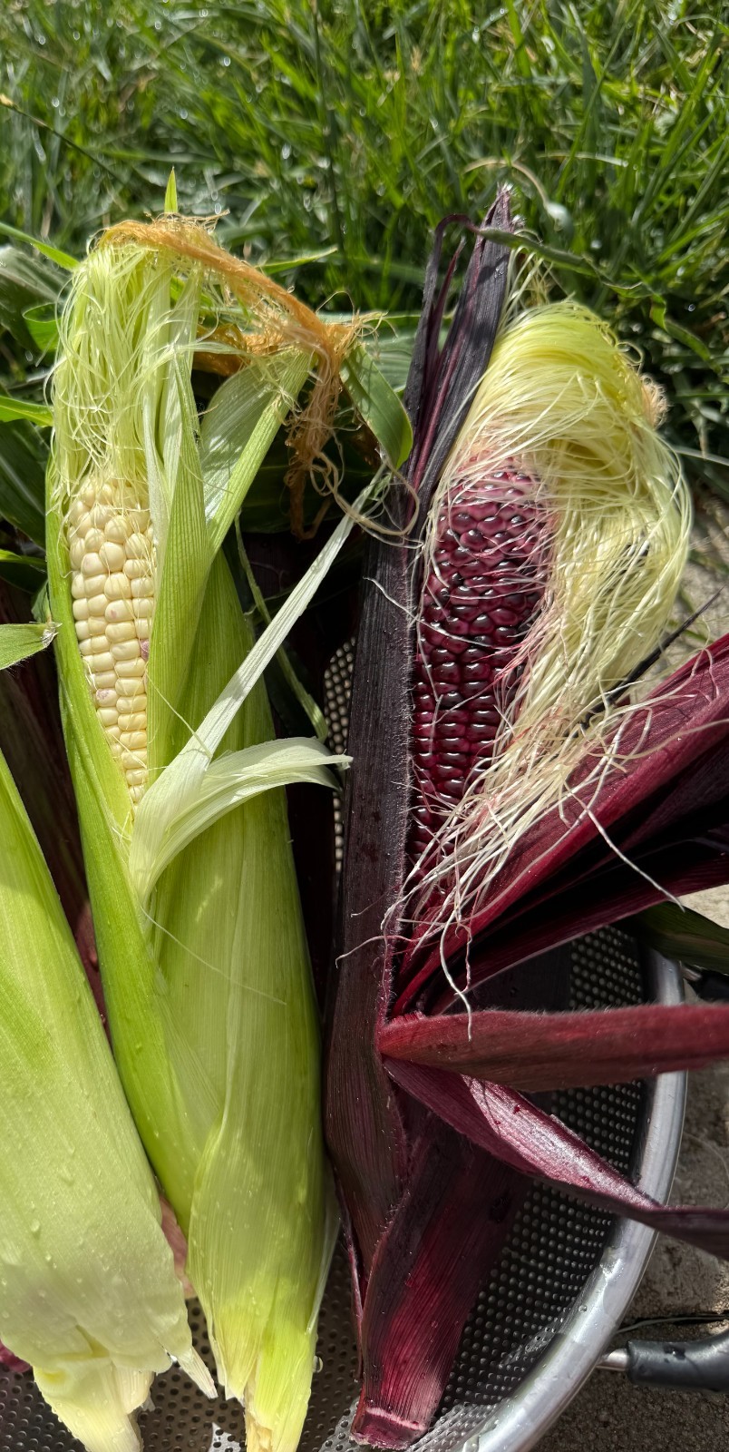 Double Red sweet corn seeds, Non-GMO, Heirloom, 50 seeds