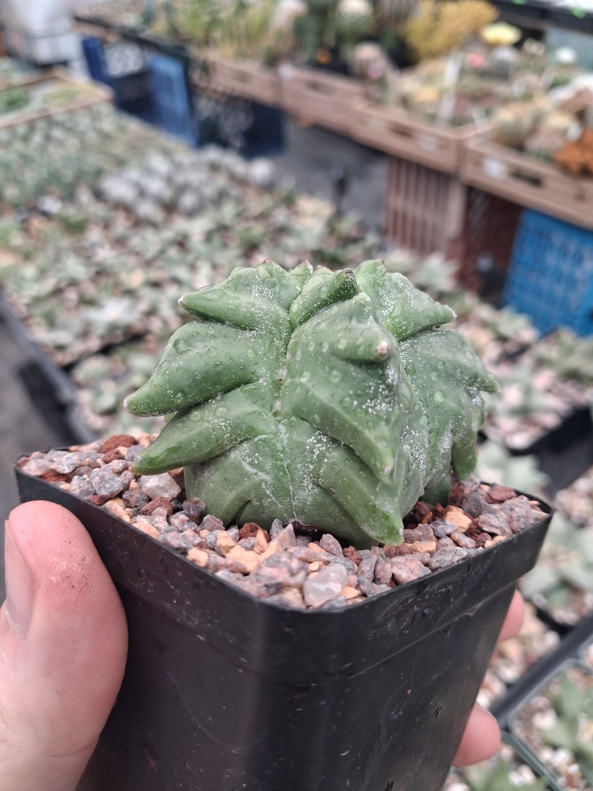 Astrophytum myriostigma kikko rare US seller