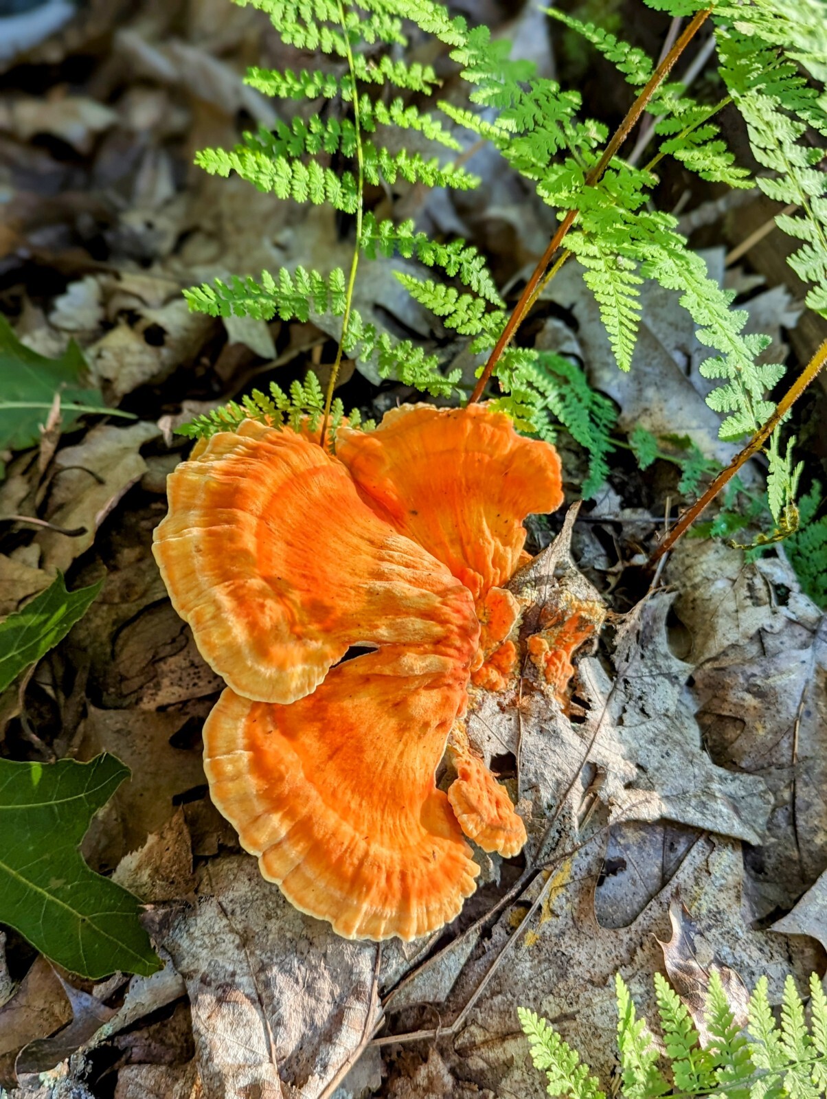 Gourmet Mushroom Culture Special! Over 180 Species Available at PrimeFungi