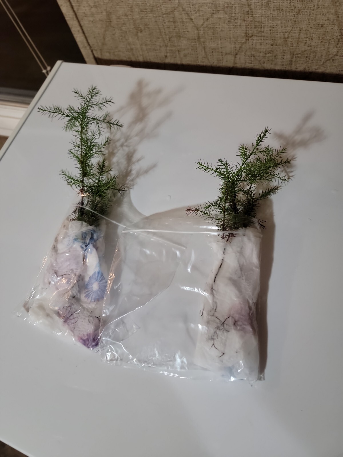 (10) Eastern Red Cedar Juniper seedling live trees 4-8 + inches