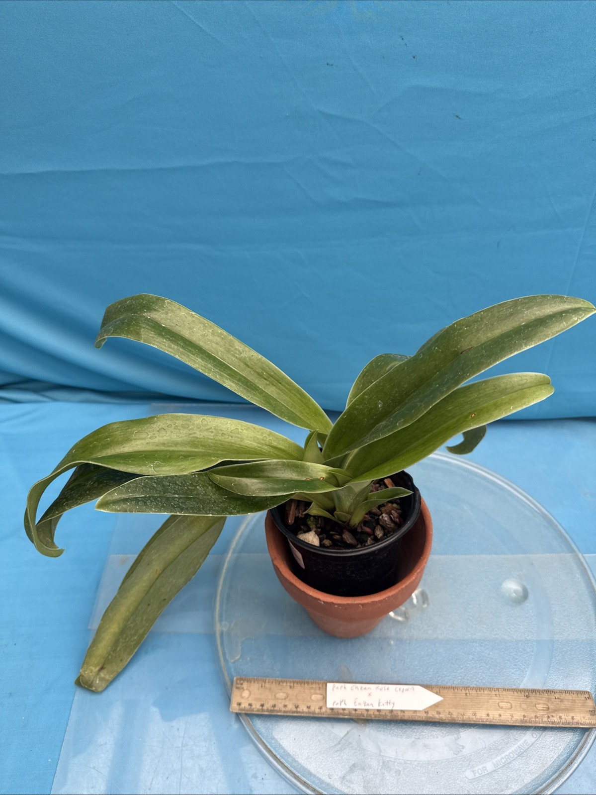 Paphiopedilum Enzan Rose Crown X Enzan Kitty Maroon Green White BS Orchid 4” Pot