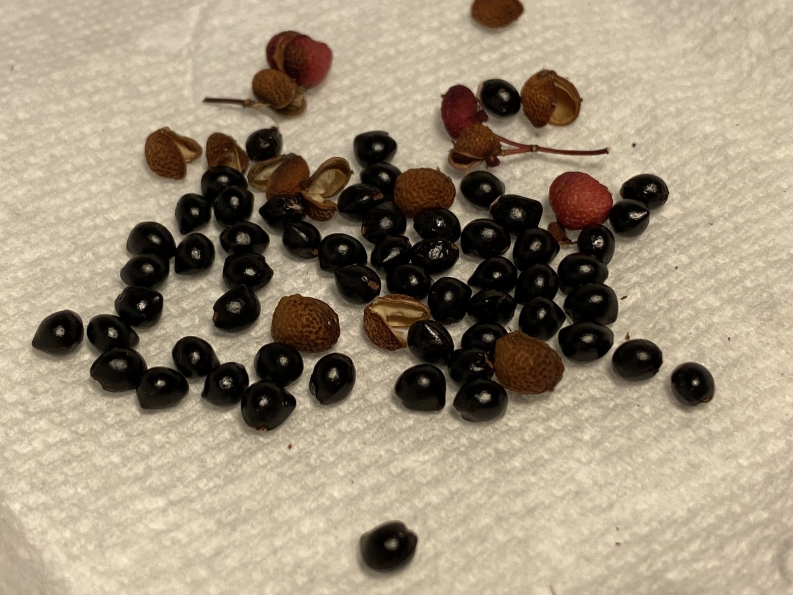 5 Seeds Sansho Very Rare Self Fertile ASAKURA Variety Zanthoxylum Piperitum
