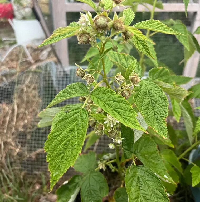 2 Double Gold Raspberry Plants Everbearing Sweet Bare Root Canes Zone 5-8