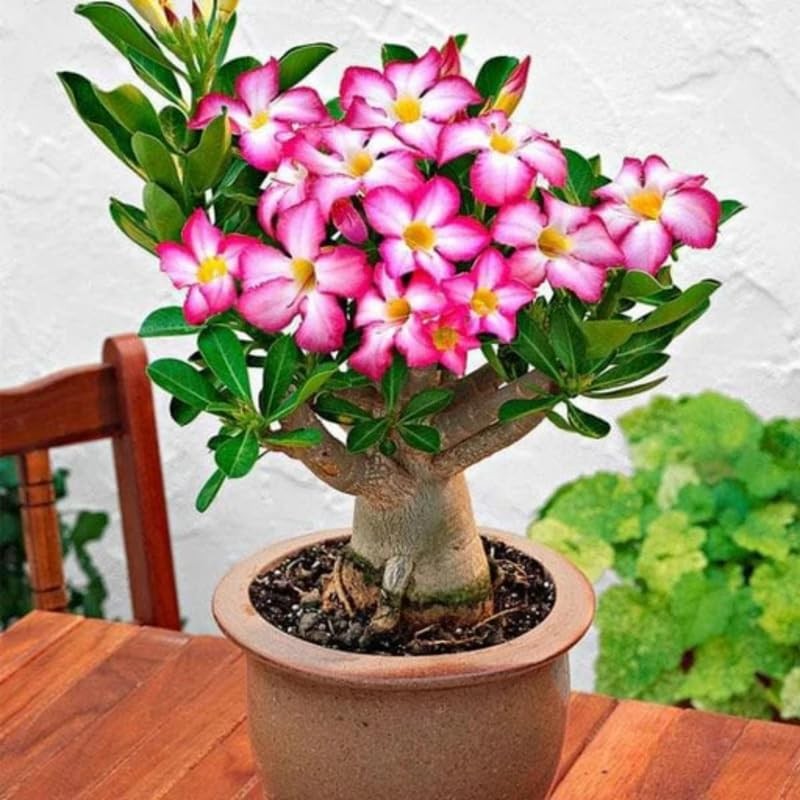 2 Red Desert Rose Live Plants 3-6 Inch Tall, Adenium Tropical Succulent