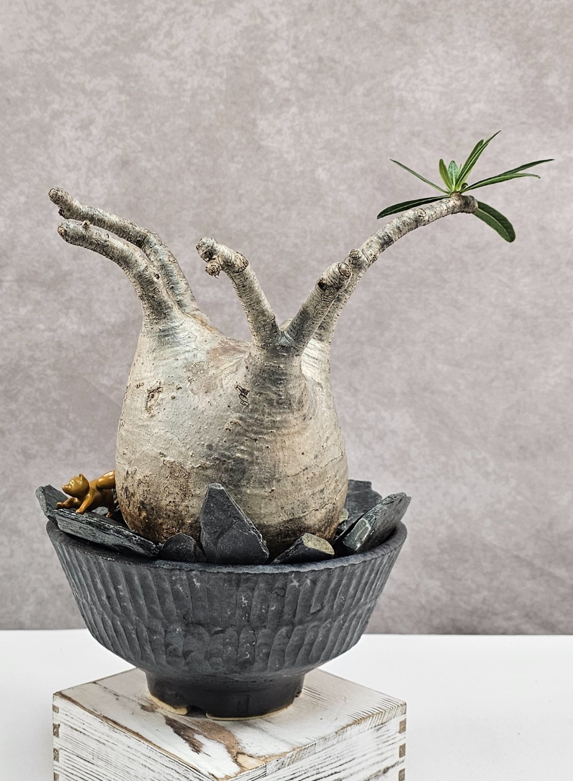 RARE!!! Pachypodium Rosulatum var. Gracilius – C – Large and Heavy (EXACT PLANT)