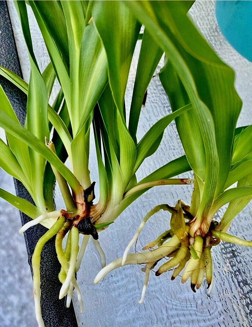 10 of air clear house plant rooted- spider plant all green bare rooted