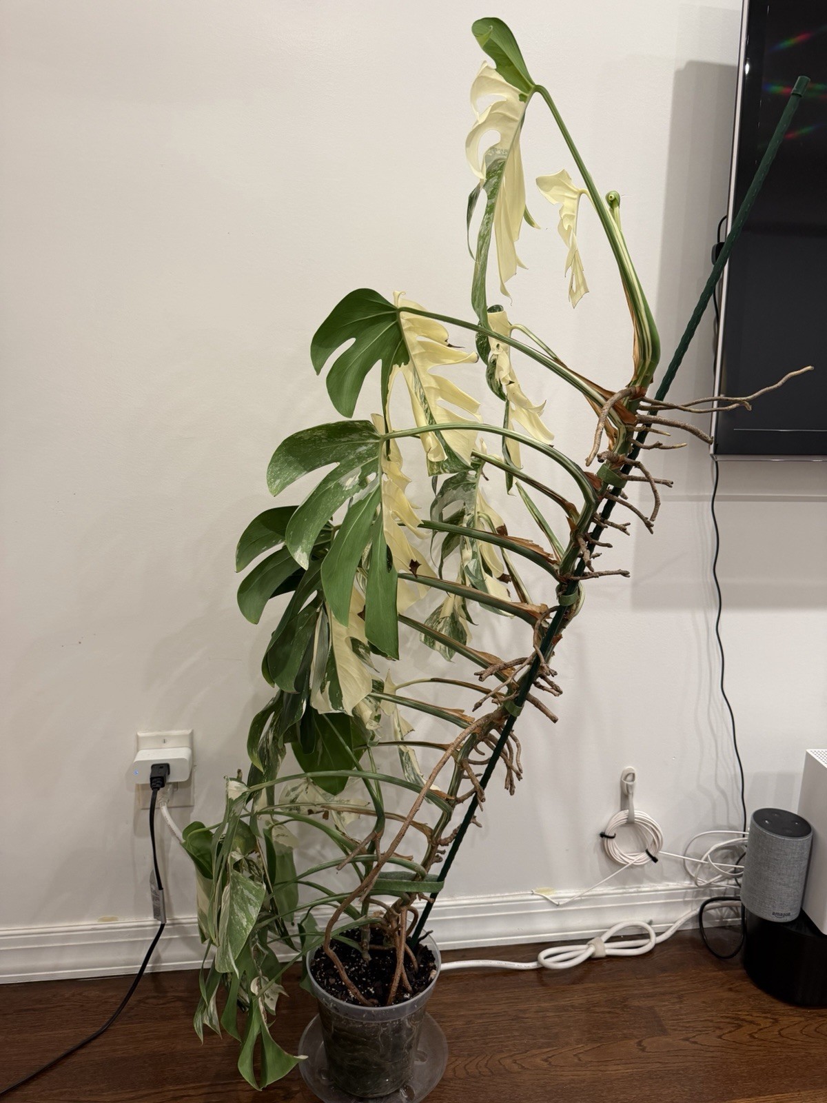 X-Large Monstera Albo 50”+ Plant NYC local pickup EXACT PLANT