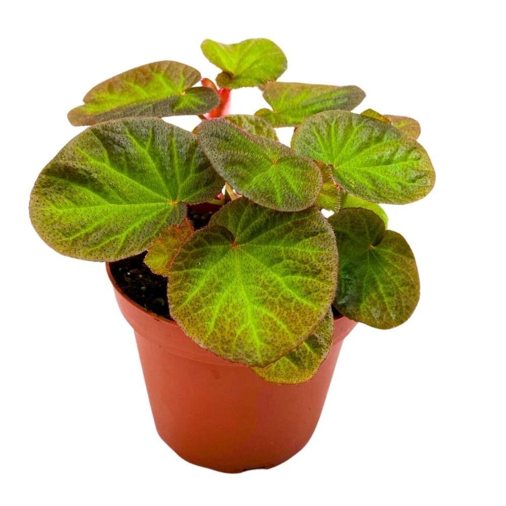 Begonia Manaus, 4 inch Rhizomatous Rhizo Green Orange Brown Fuzzy Leaves