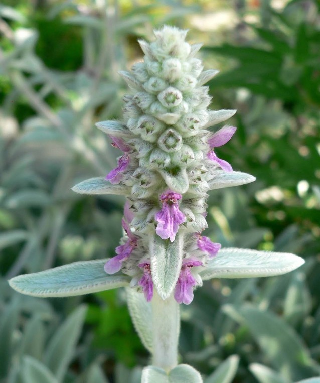 3 Lamb’s Ear Stachys Byzantina Soft Fuzzy Leaves – Perennial – Ready to Grow