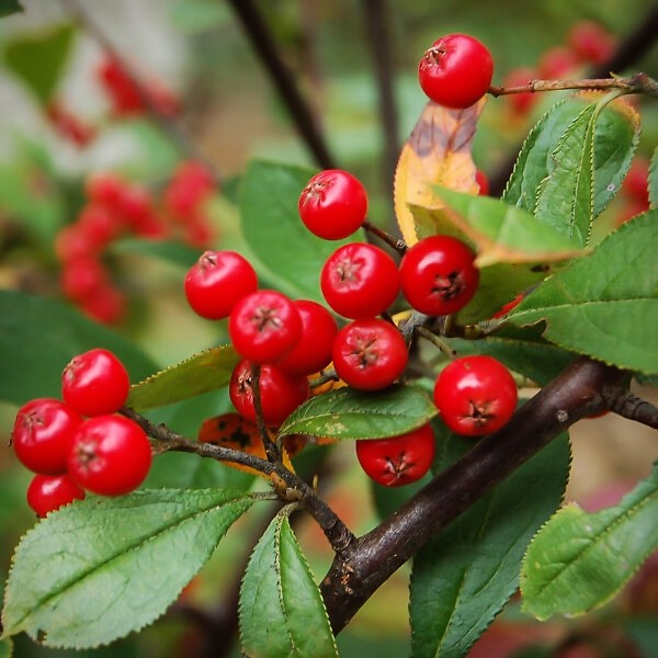 1 Red Chokeberry Aronia arbutifolia 12-24″ Starter Plant Bare Root