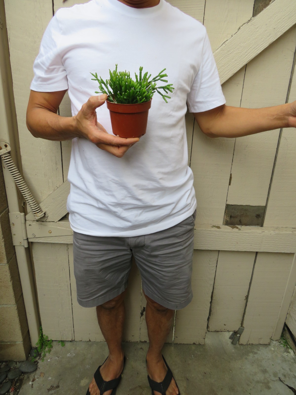 Rhipsalis hatiora Succulent -B