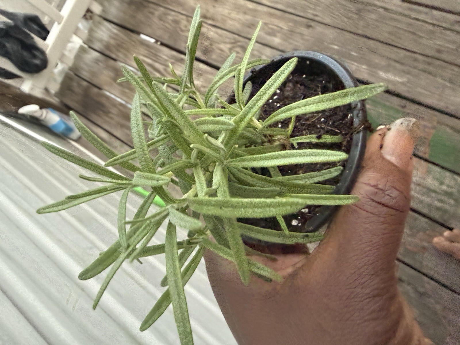 rosemary Plant