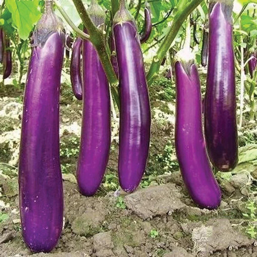 150 LONG PURPLE EGGPLANT SEEDS ~ 2026 ~ heirloomseedguy ~ USA