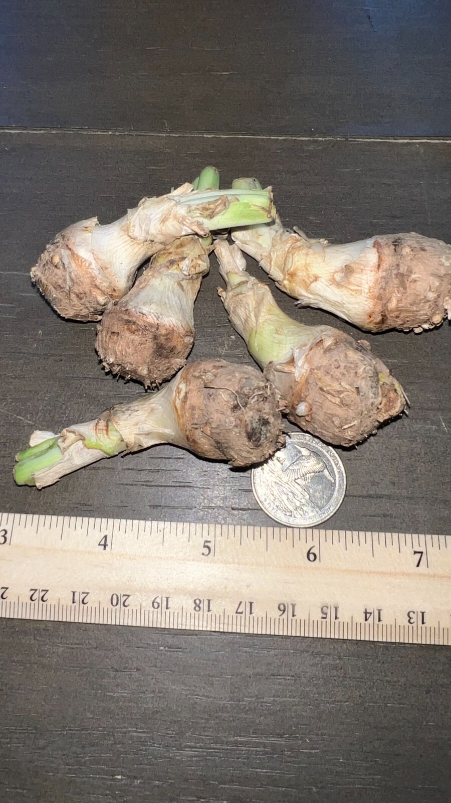 7 Single Mexican Tuberose Polianthes Lily SMALL BULBS~Fragrant~Heat Hardy