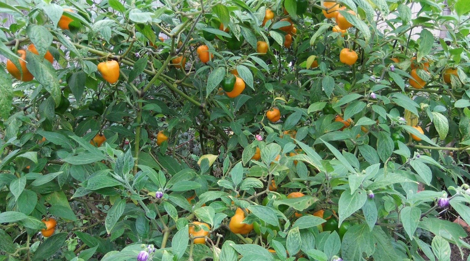 Manzano Pepper Seeds ORANGE TYPE (24 seeds per packet) FREE SHIPPING! :-)