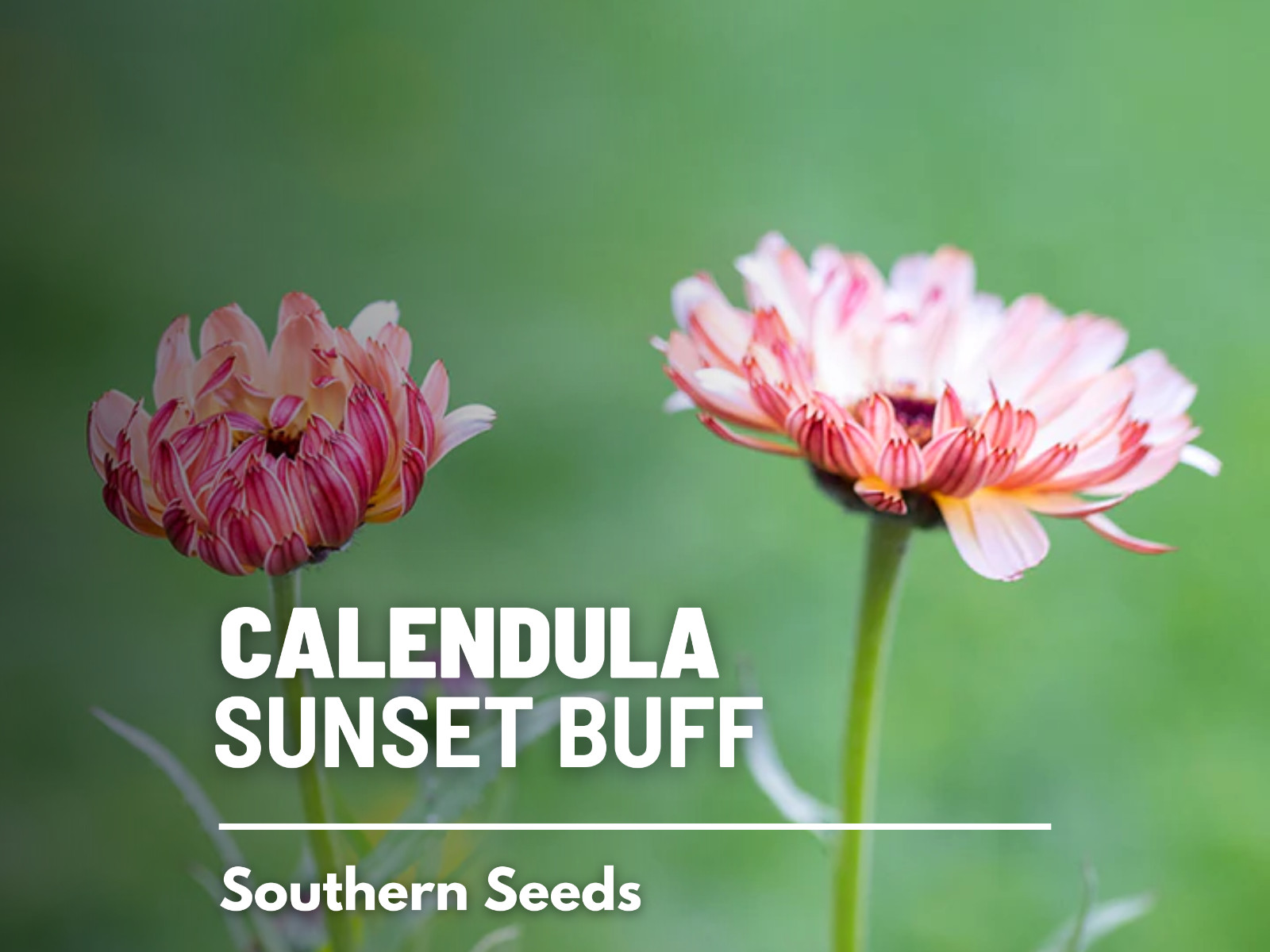 Calendula, Sunset Buff- Heirloom Medicinal Flower Seeds (Calendula officinalis)