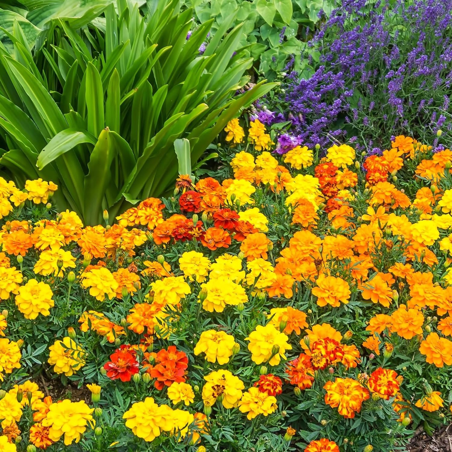 Orange Red Yellow Marigold Seeds – Easy Grow Fragrant Pollinator Attractor