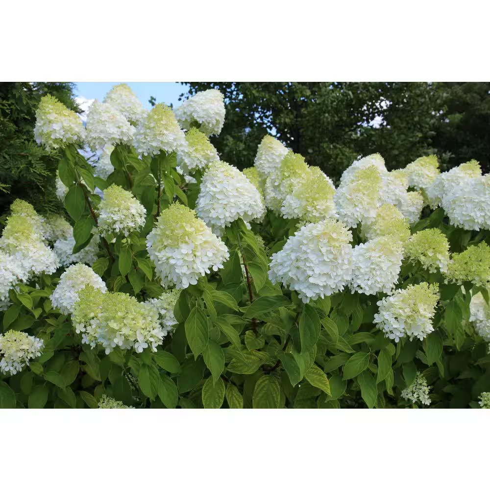 5 Gal. Limelight Hydrangea Flowering Shrub Plant with Huge Green to White Blosso