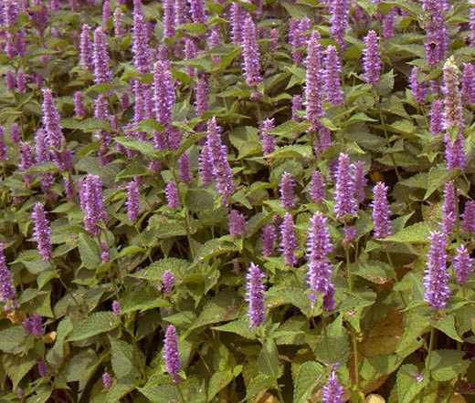 HYSSOP LAVENDER LICORICE MINT Agastache Foeniculum – 11,000 Bulk Seeds