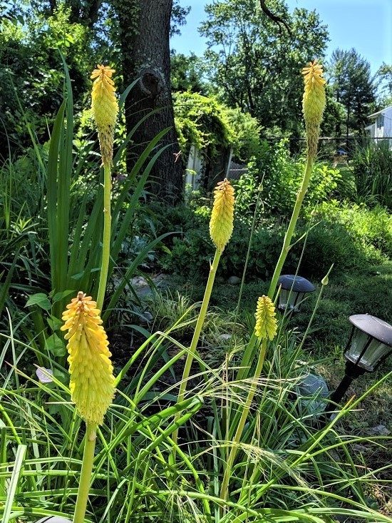 Poker Plant – Kniphofia SPANISH GOLD (Gold Rush) – 2 Plants – Perennial