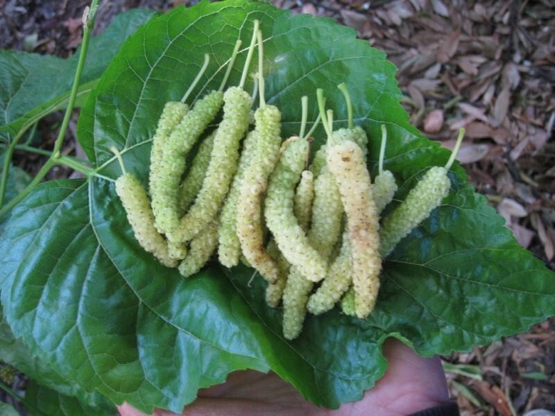 10x Pakistan WHITE Mulberry organic fresh cuttings for rooting or grafting