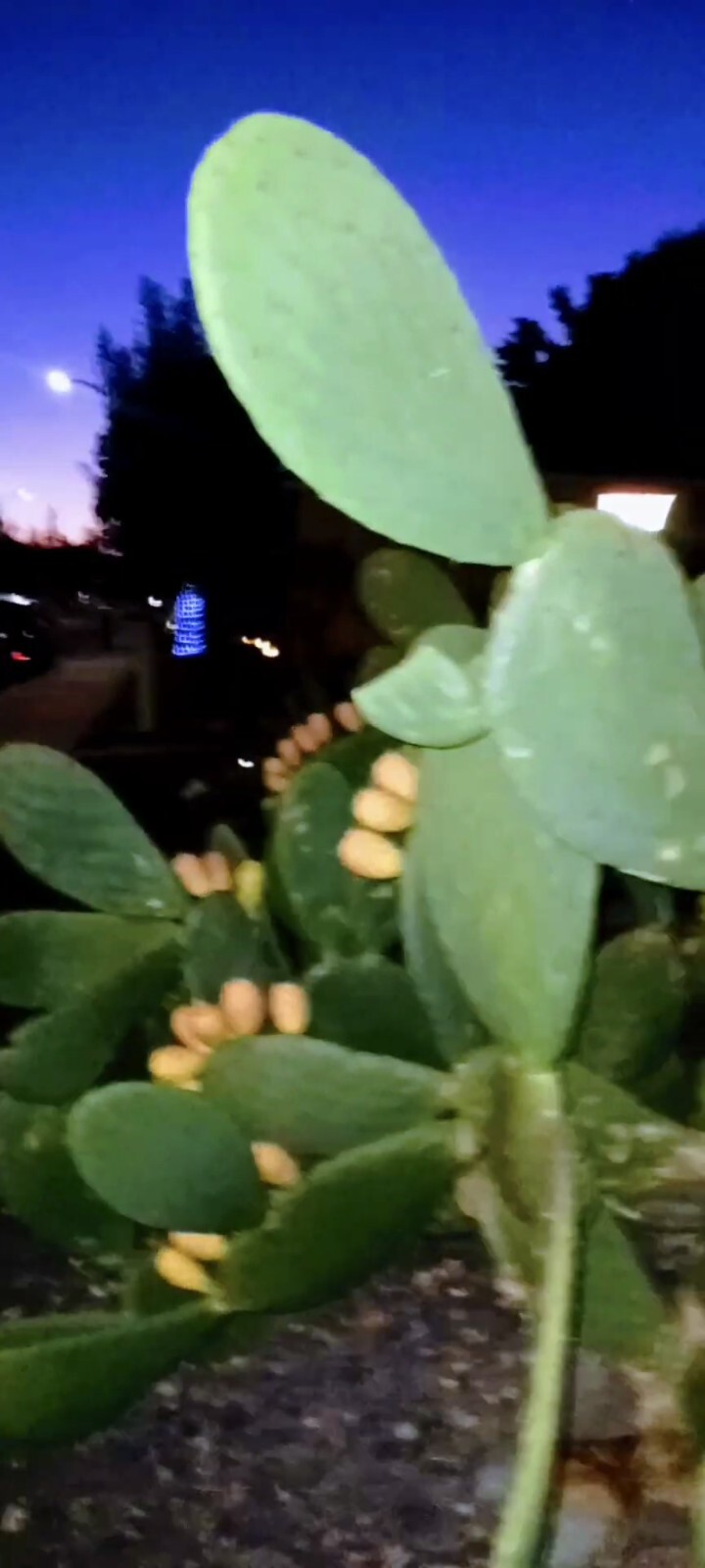 Prickly pear cactus plant, grows orange pink and yellow blooms, Pears are edible