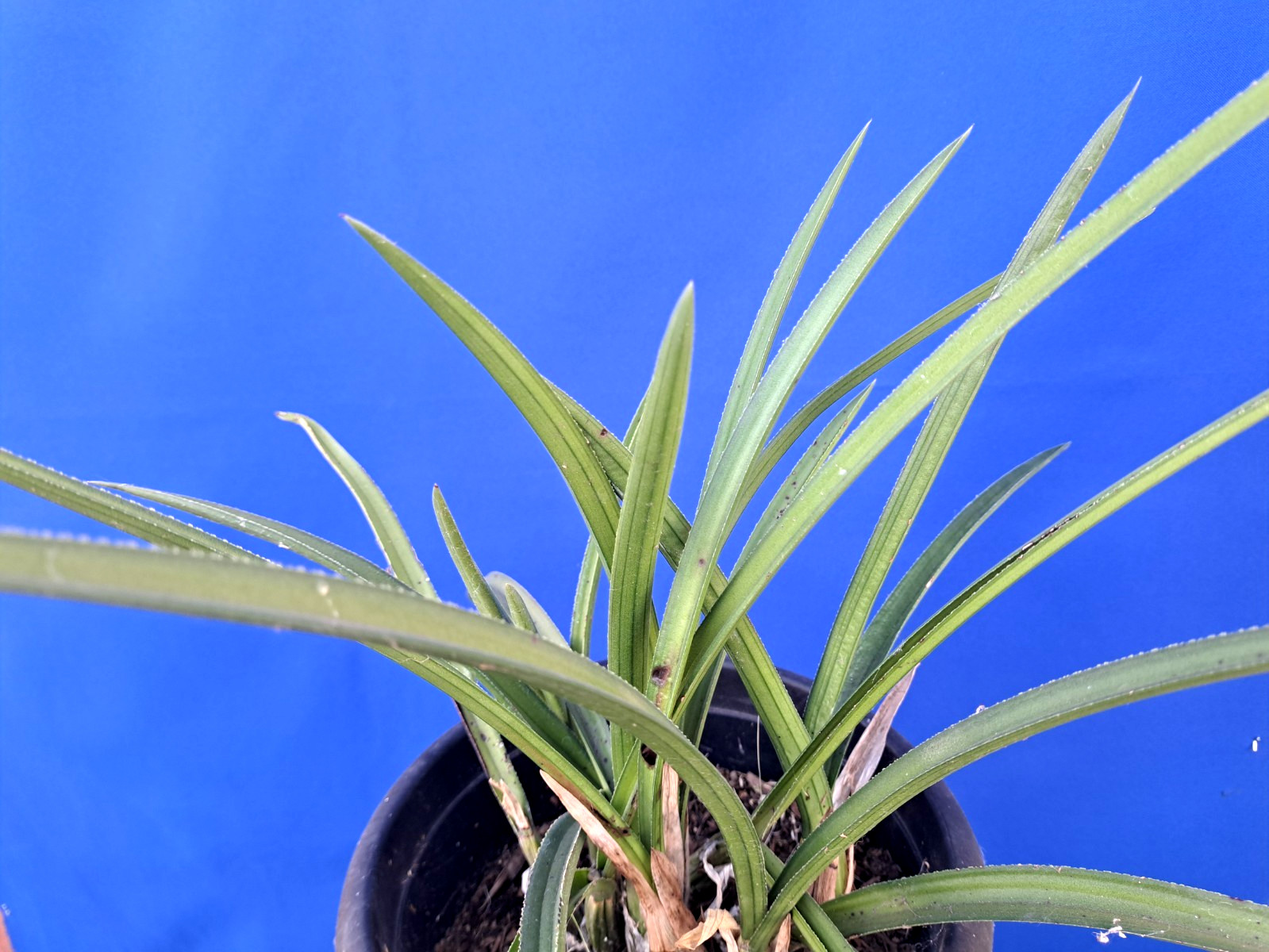 Eulophia Petersii Large Plant Whole Cluster Succulent Cactus