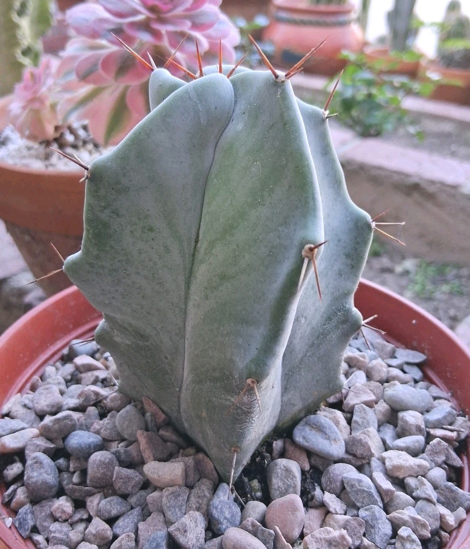 Stenocereus Pruinosis SPIRAL Gray Ghost Cactus Ships BareRoot 4″Hx3″W Nice Size