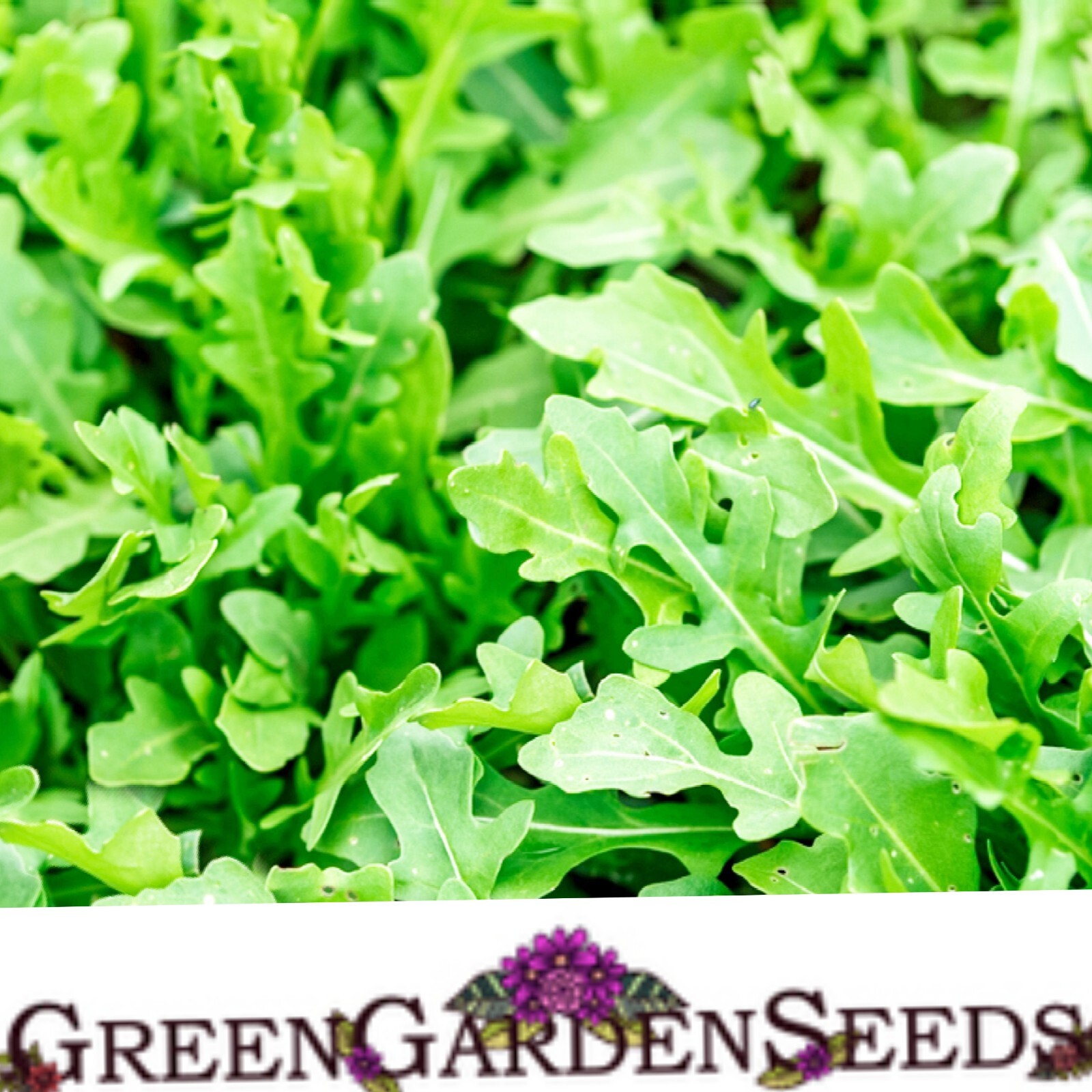 1500 Rocket Arugula Seeds Slow Bolt seeds | Available Astro, Red Clover, Crimson