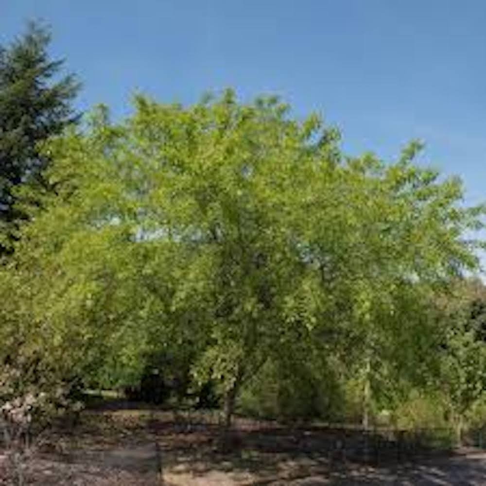 1 Black Cherry Tree 12-24″ Tall Prunus serotina Bare Root
