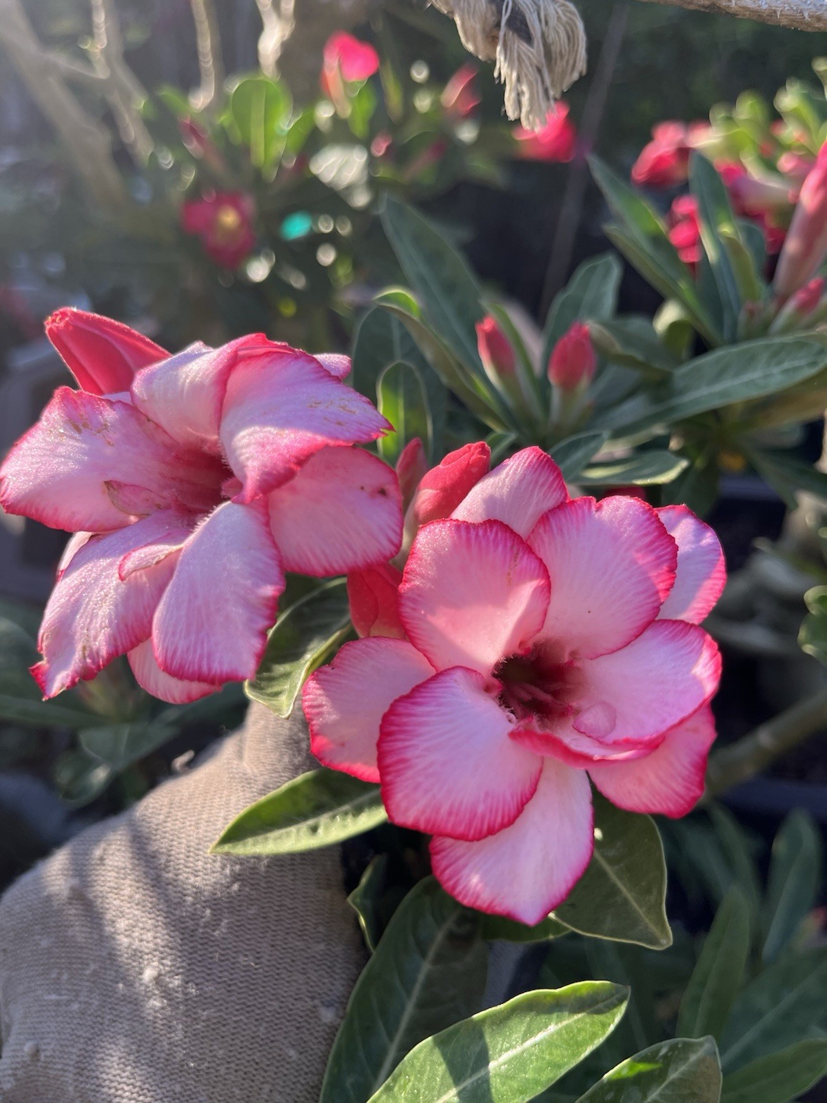 Own Root 7-8Years Old Doubles Petals Desert Rose In 3 Gallons Pit 20-25 In Tall