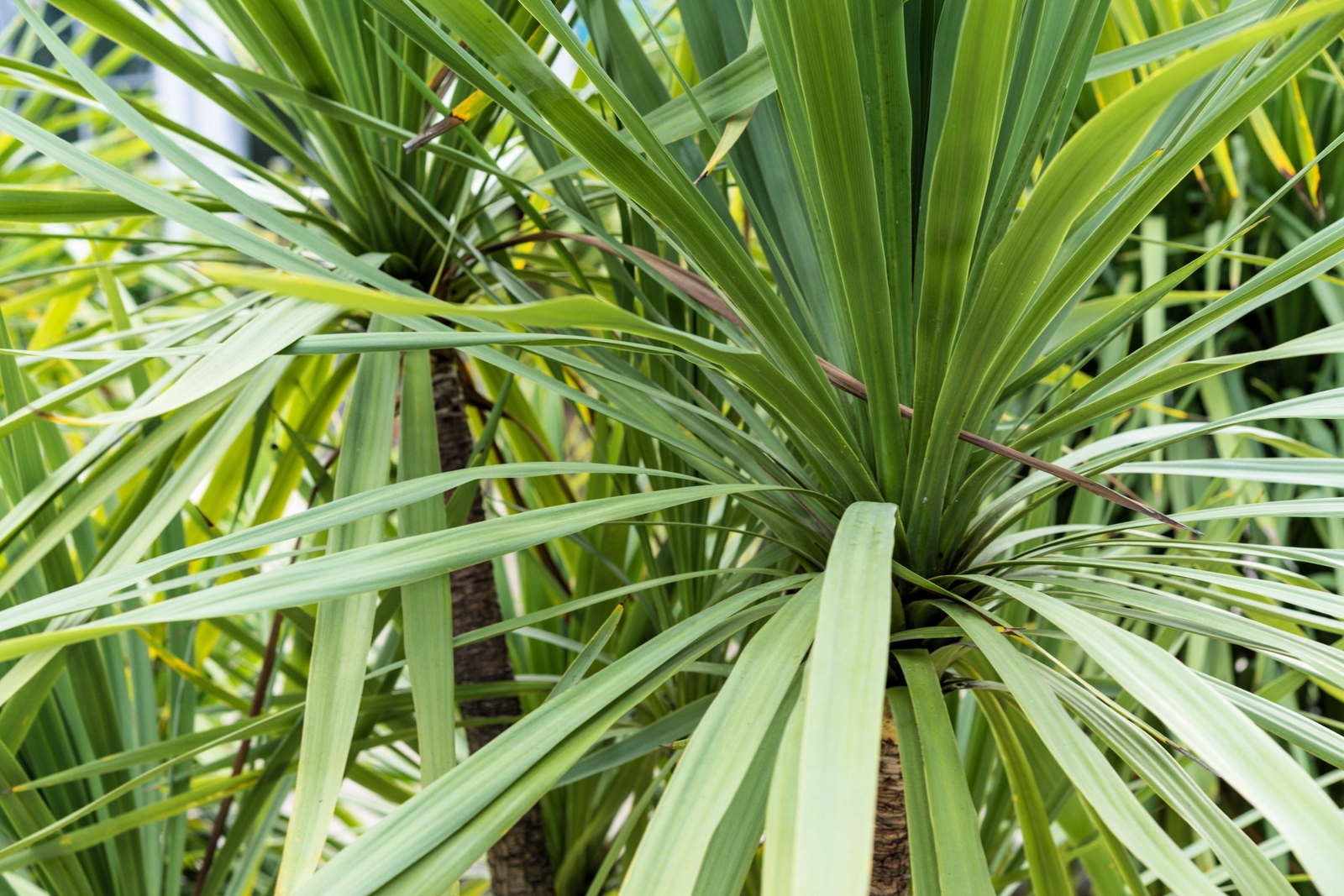 25 BLUE DRACAENA SPIKES Cordyline Indivisa Flower Seeds *Flat S/H