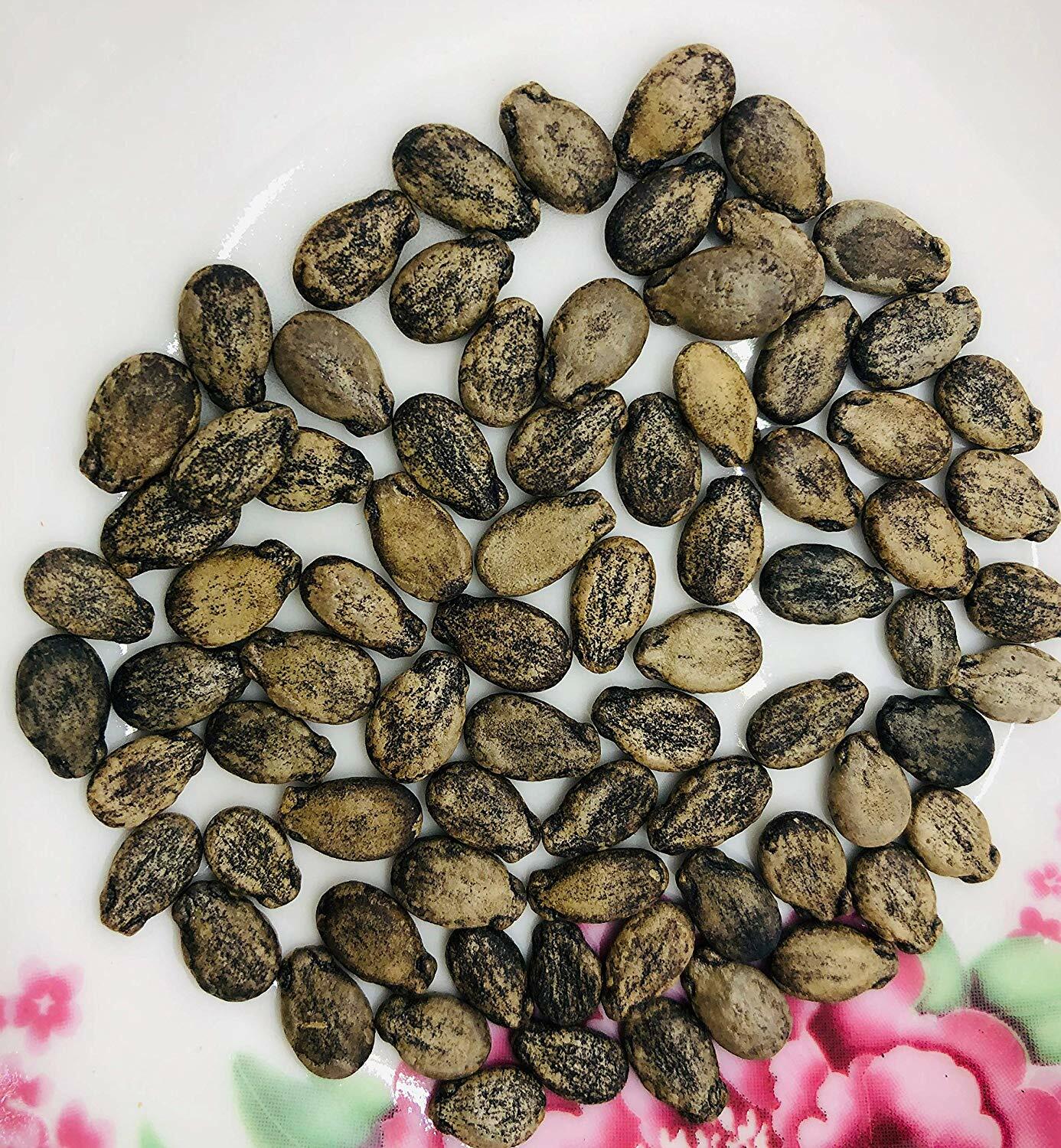 50 Organic Sugar Baby Watermelon Seeds – Citrullus lanatus Heirloom Sweet Fruits