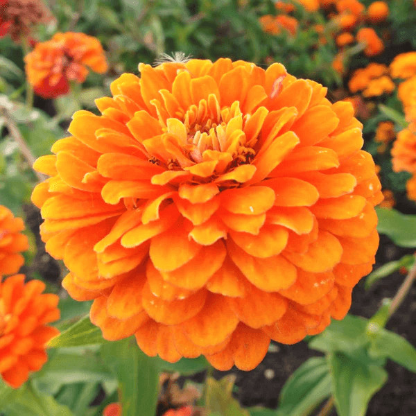 Orange King Zinnia Seeds | Giant 5″+ Double Orange Flowers | Heirloom | 1187