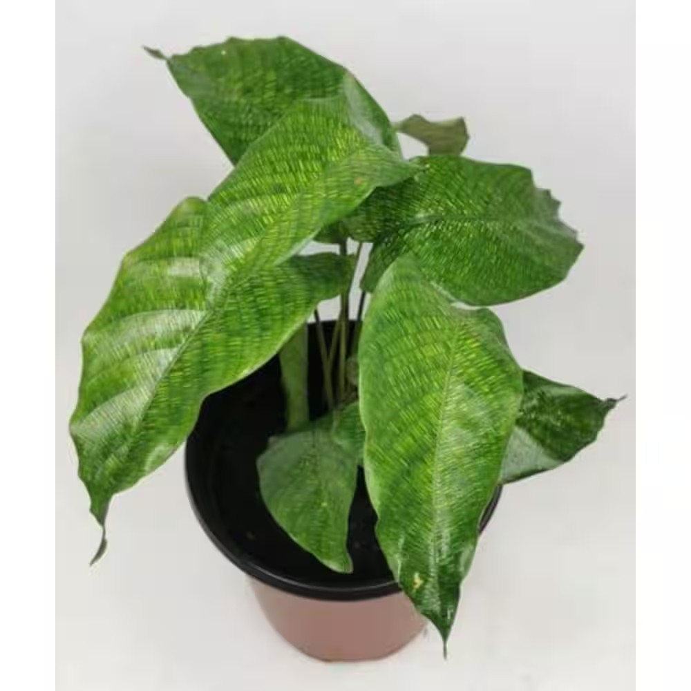 Calathea Musaica Network Prayer Plant-3 Live Plants in 4 In. Pots-Calathea Musai