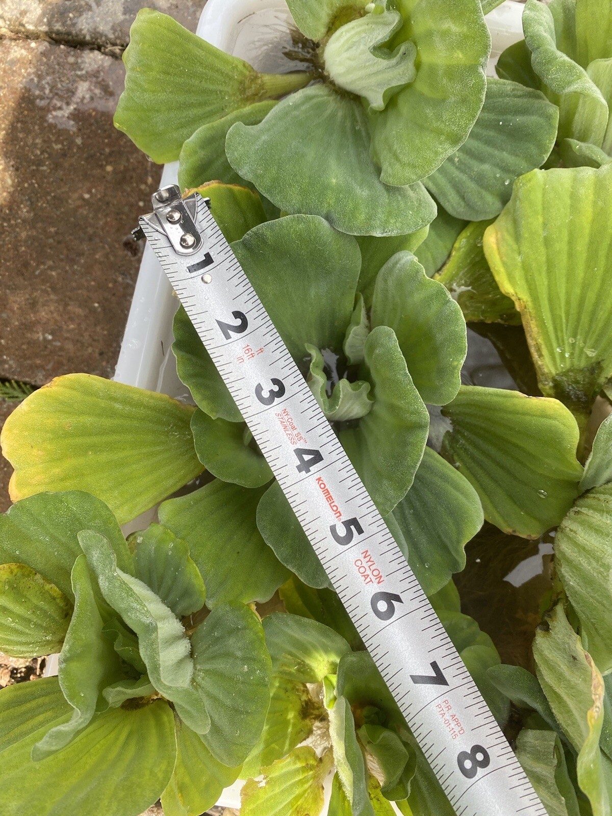 (6) MIX Water Lettuce & Hyacinth Large 5-7” Koi Pond Floating Plant Algae Shade