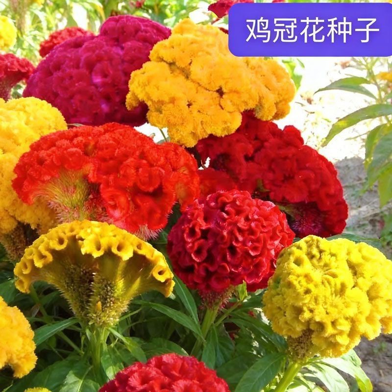 300 Cristata Mix Celosia Seeds | Non-GMO | Free Shipping 鸡冠花种子No Tracking