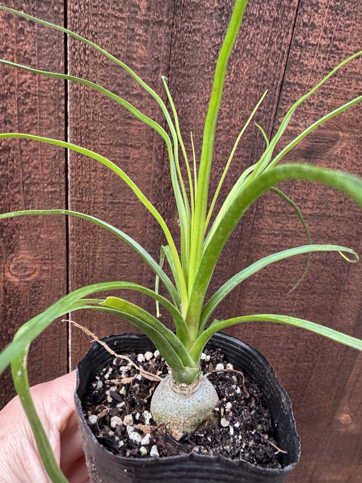 Beaucarnea recurvata Elephant Foot