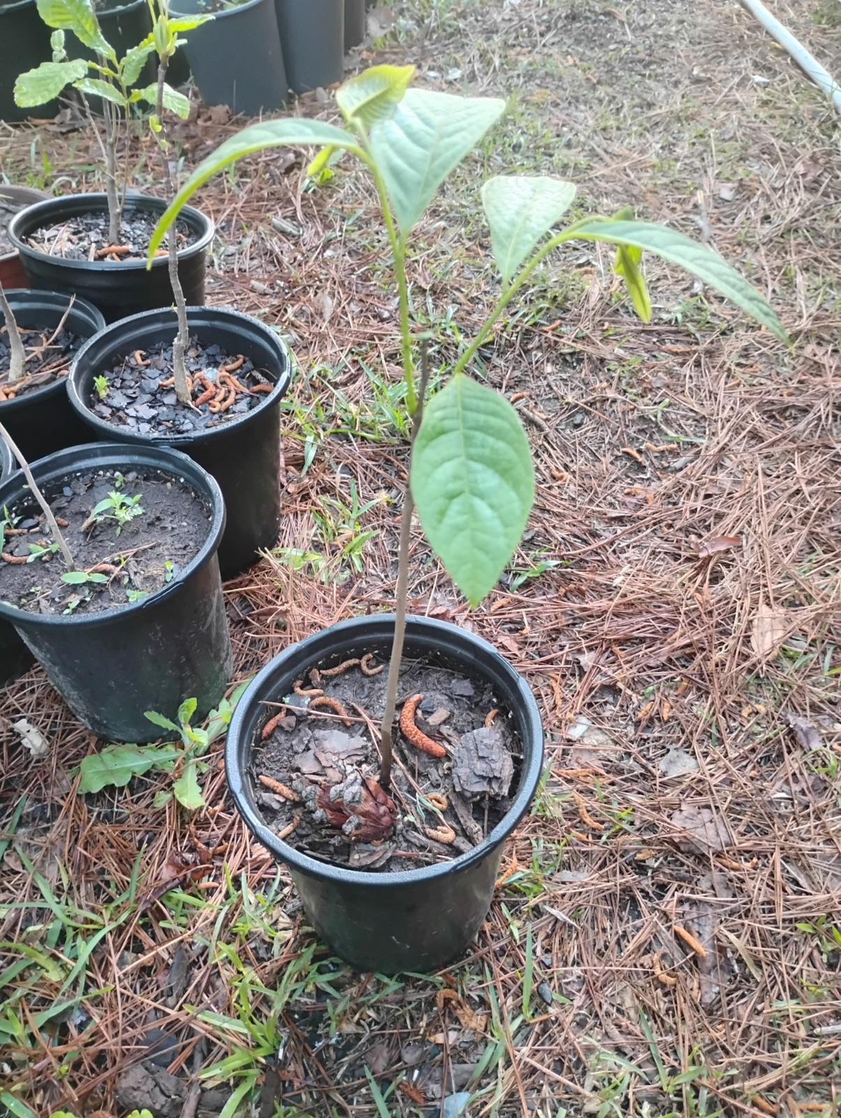 American Paw Paw Tree, 1 Gallon Pot.