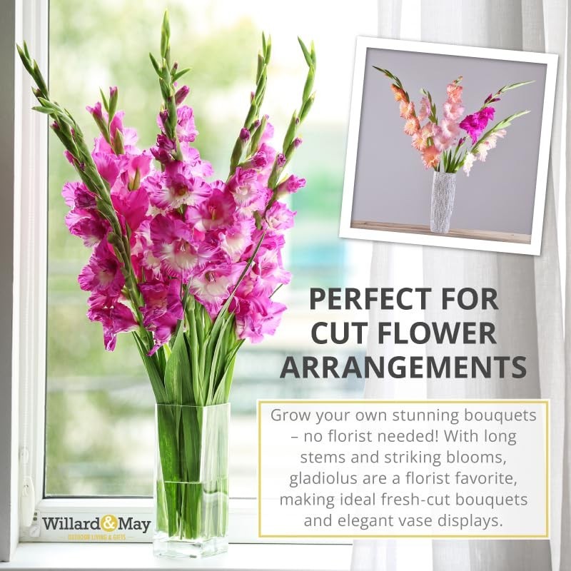 Assorted Gladiolus Flower Bulbs – 100 Count – Vibrant Colors – Perennial Cut Flo