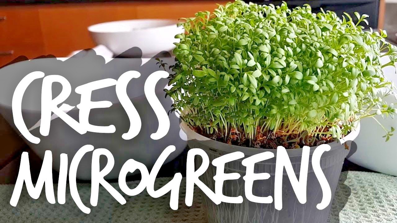 1001+CURLED CRESS Seeds Organic Indoor Container Sprouting Shade Garden Spring