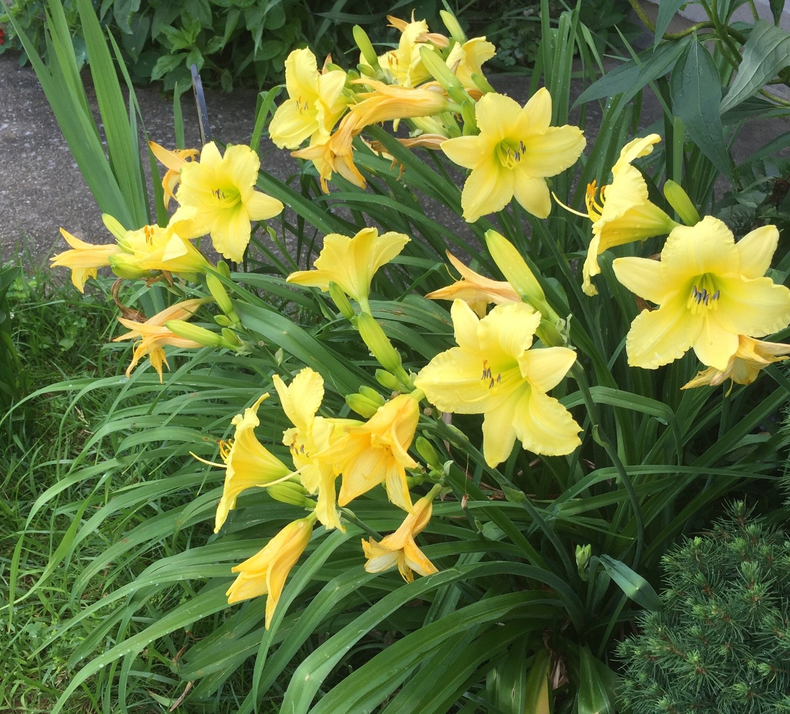 Daylily 15+pcs – Easy Care Perennial, Showy Summer Blooms, Zones 3-9