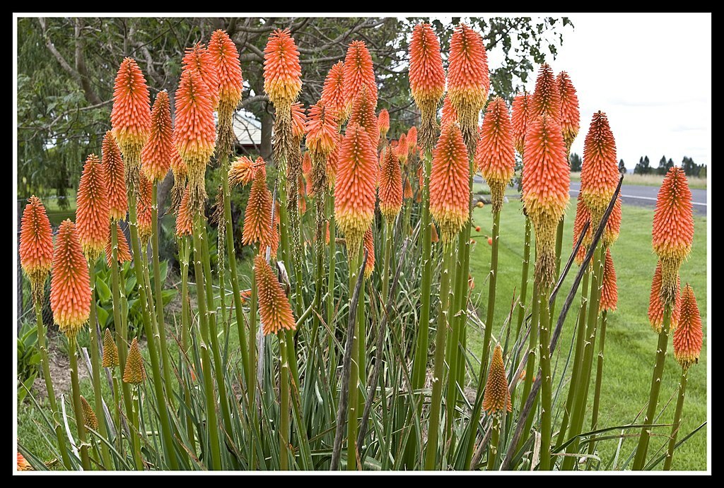 RED HOT POKER 100 SEEDS, ORANGE AND YELLOW FLOWERS. KNIPHOPHIA, TORCH LILY