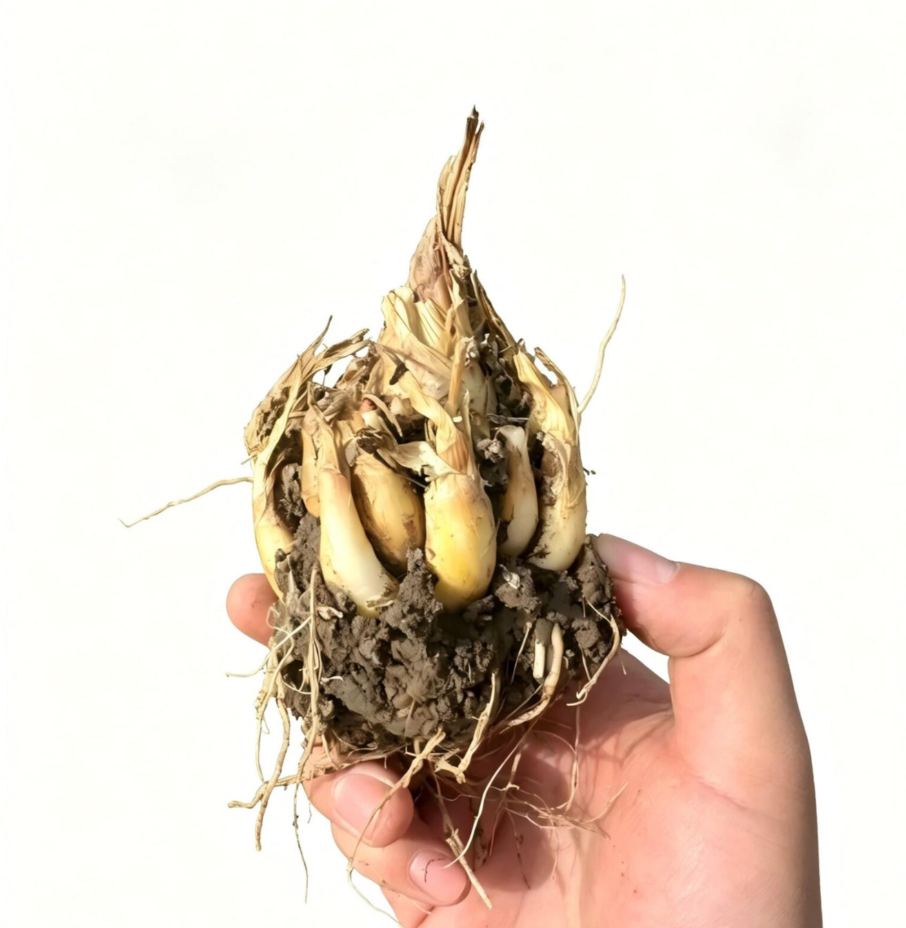 1 Tuberose Bulb, Fragrant Polianthes Tuberosa Flower Bulbs for Garden